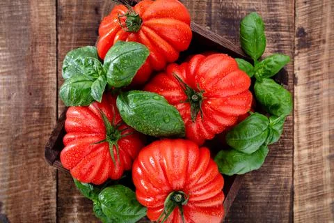 Tomatoes with basil leaf, water drops close up. Stock Photos