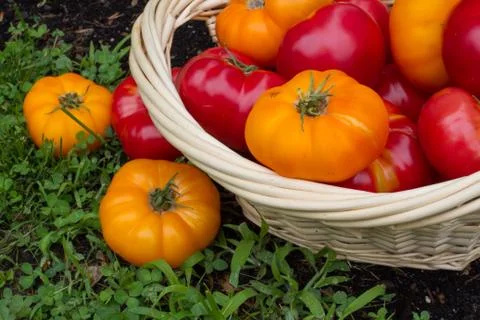 Tomatoes in Basket Stock Photos
