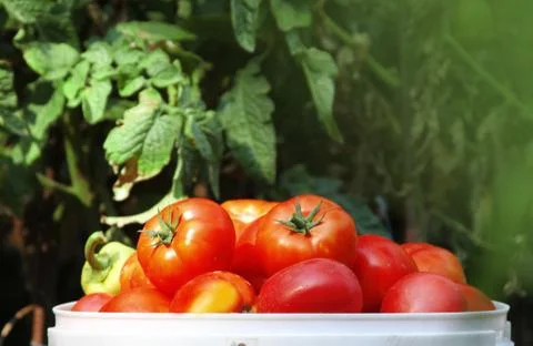 Tomatoes in basket Stock Photos