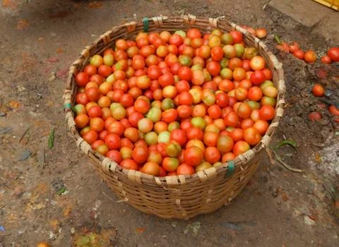 Tomatoes in a basket Stock Photos