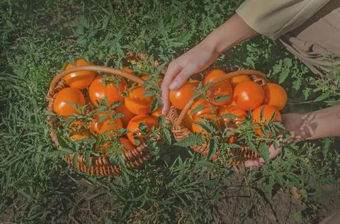 Tomatoes in basket 스톡 사진