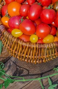 Tomatoes in a basket 写真素材