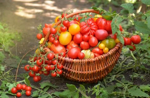 Tomatoes in a basket Stock Photos