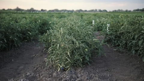 Tomatoes on the beds in the field Stock Footage 221678004