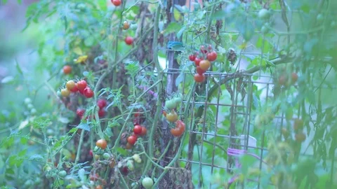 Tomatoes being cultivated in caged Stock-Footage 76139193