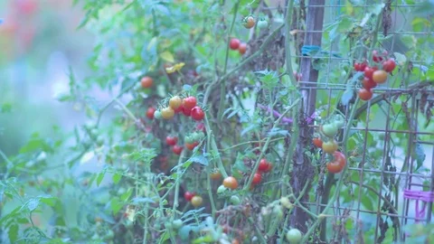 Tomatoes being cultivated in caged Stock Footage 76139414