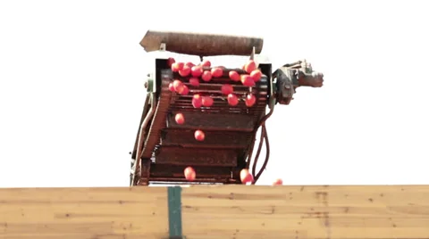 Tomatoes being loaded on a truck Stock-Footage 29993702