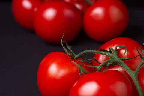 Tomatoes on a black background. Tomatoes on a vine on a dark background. Stock Photos