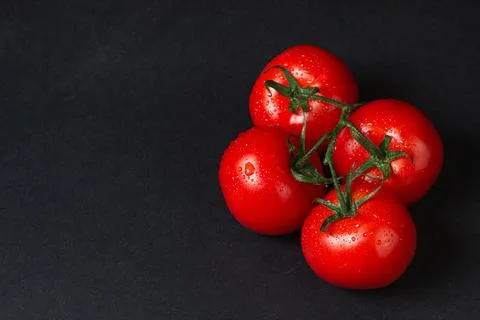 Tomatoes on a black background. Tomatoes on a vine on a dark background. Stock Photos