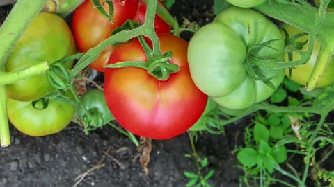 Tomatoes blush on the bush. Timelapse Stock Footage 113054903