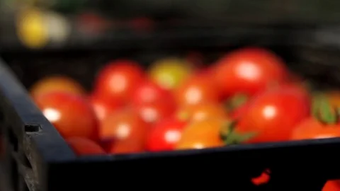 Tomatoes in a box Stock Footage 83502026