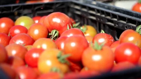 Tomatoes in a box Stock Footage 83502159