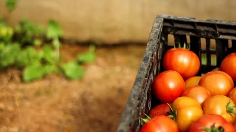 Tomatoes in a box in high angle Stock Footage 83503651