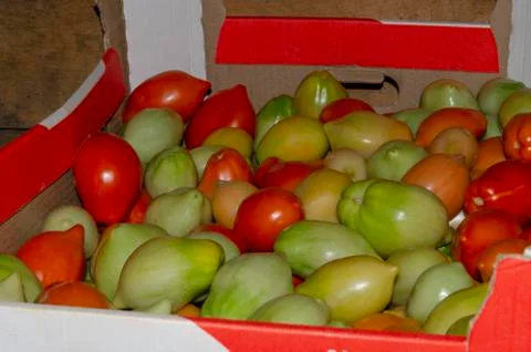 Tomatoes in a box Stock Photos