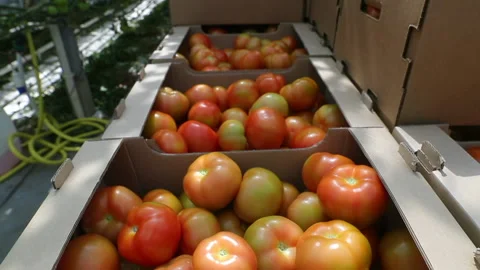 Tomatoes in boxes to send to the store Stock Footage 231568815