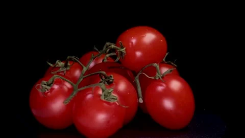 Tomatoes on a branch, black background. Stock Footage 228245855