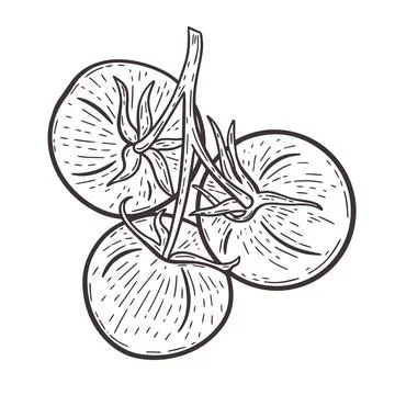 Tomatoes on a branch black hand drawn engraving vector illustration Stock Illustration