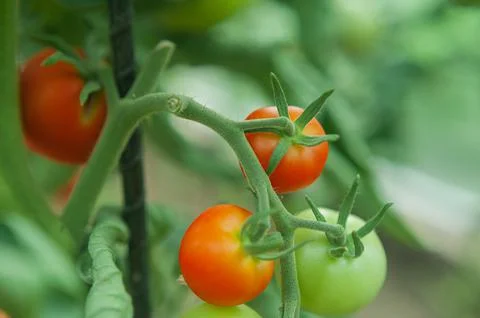 Tomatoes on a branch of a bush in a greenhouse Stock Photos