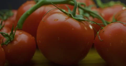 Tomatoes on a branch of different sizes 스톡 동영상 310955967