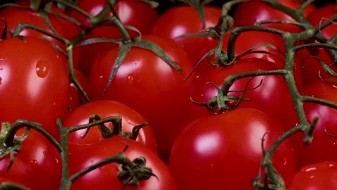 Tomatoes on a branch Stock Footage 228245978