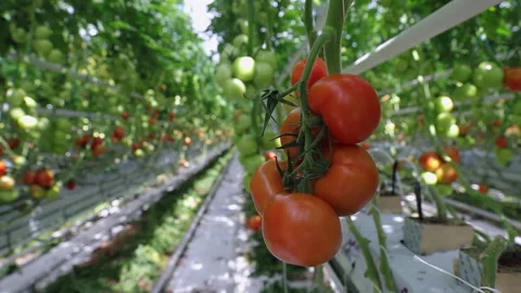 Tomatoes on a branch 库存影片 231568658