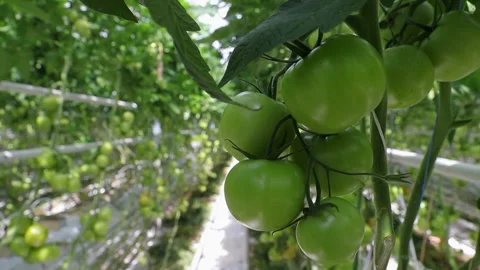 Tomatoes on a branch Stockbeeldmateriaal 231568730