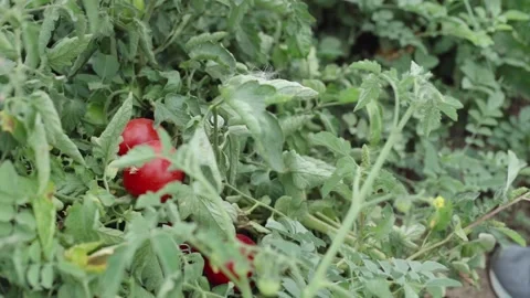 Tomatoes on a branch in hands Stock Footage 137977810