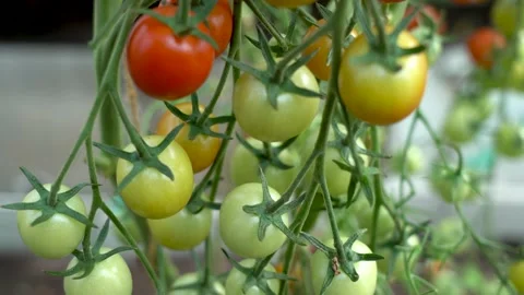 Tomatoes on a branch. Many Cherry Tomatoes on the Branches. Stock Footage 150431772