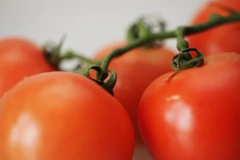 Tomatoes on a branch. Stock Photos