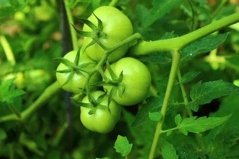 Tomatoes on a branch Stock Photos