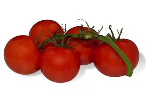 Tomatoes on a branch Stock Photos