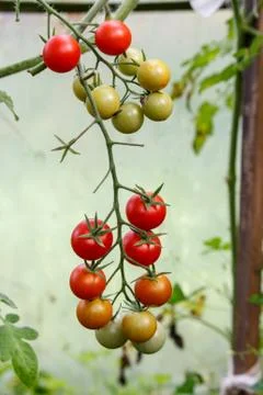 Tomatoes on the branch. Stock Photos