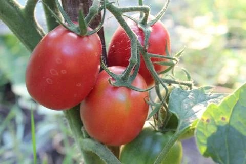 Tomatoes on branch Stock Photos