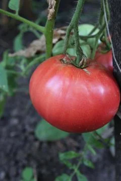 Tomatoes on branch Stock Photos