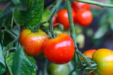 Tomatoes on a branch Foto stock