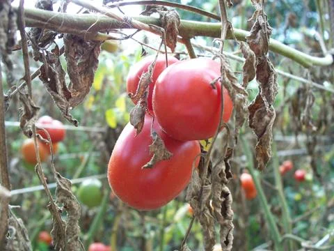 Tomatoes on a branch Stockfoto's