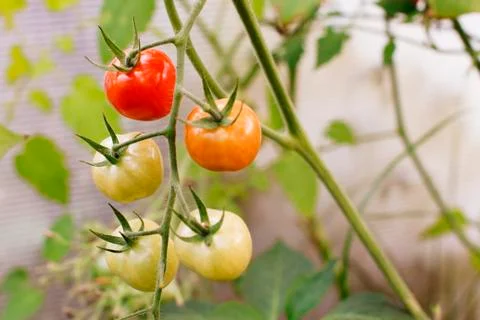 Tomatoes on a branch Stock Photos