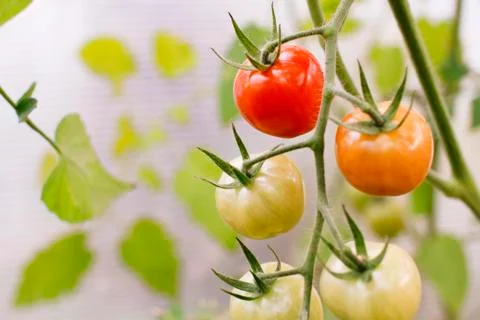 Tomatoes on a branch Stock Photos