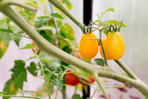 Tomatoes on a branch Stock Photos