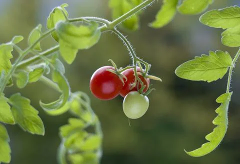 Tomatoes on a branch Stock Photos