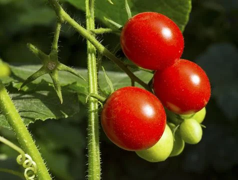 Tomatoes on a branch Stock Photos
