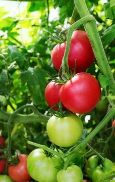 Tomatoes on a branch. Stock Photos