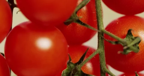 Tomatoes on Branch tilt down Extreme Close-up Macro Stock Footage 124737215