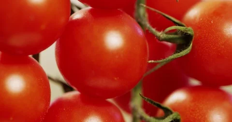 Tomatoes on Branch tilt down Extreme Close-up Macro shot 4K video Stock Footage 125341584