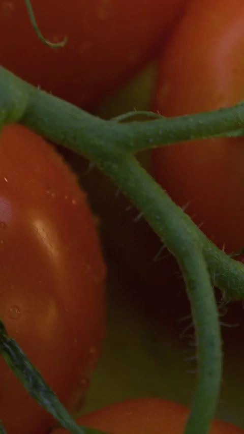 Tomatoes on a branch top view vertical video Stock Footage 310955855