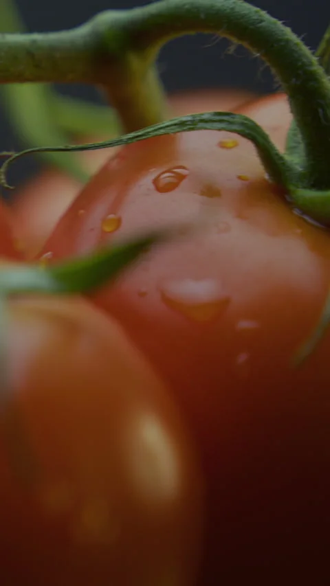 Tomatoes on a Branch in Water Drops Macro Shooting with Smooth Camera Passage 스톡 동영상 310955725