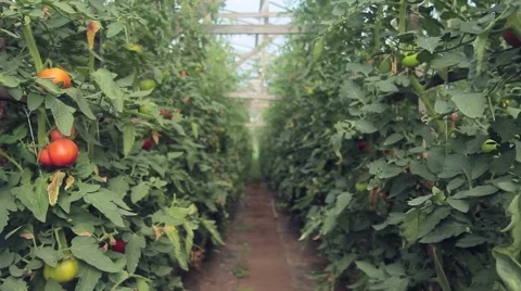 Tomatoes on the branches in the greenhouse Stock Footage 66878396
