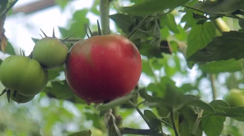 Tomatoes on the branches in the greenhouse Video stock 66878585