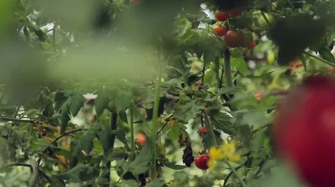 Tomatoes on the branches in the greenhouse Video stock 66878691