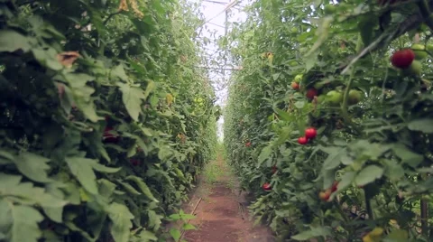 Tomatoes on the branches in the greenhouse Stock Footage 66878763